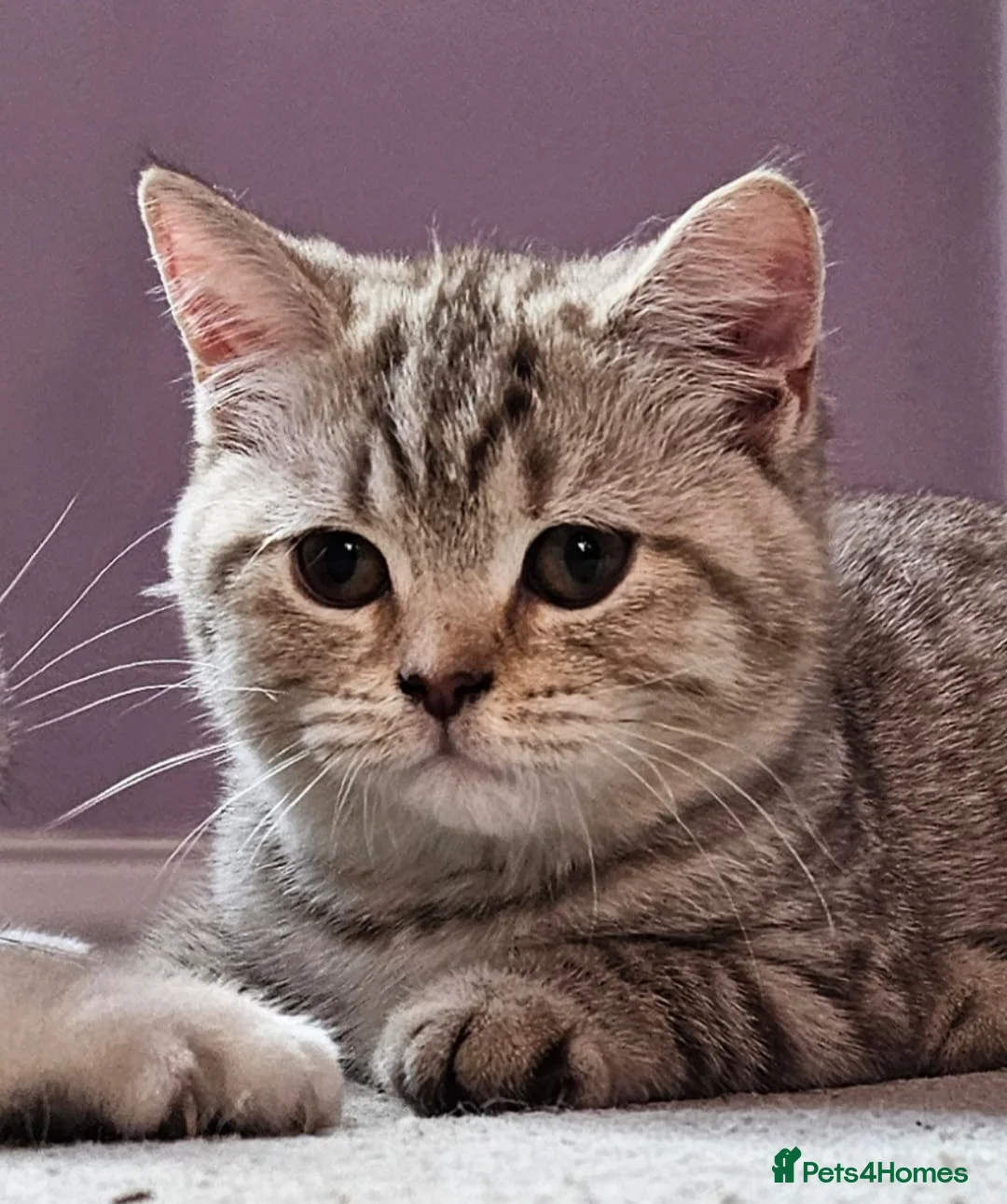 British Shorthair cats for sale: ✨️Stunning BSH Chocolate Tabby Girl & Silver Boy - Advert 2