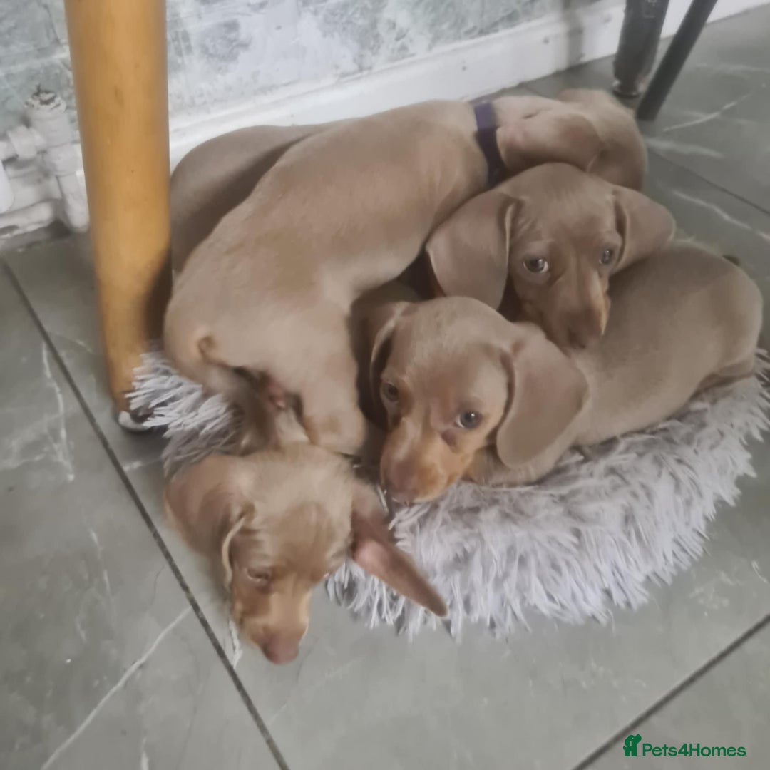 Dachshund dogs for sale: Miniature Isabella Tan Smooth Coat Dachshunds - Image 8