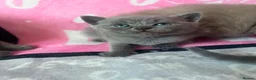 British Shorthair cats for sale: Amazing British shorthair kittens!!!… in Grays - Advert 10