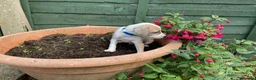 Italian Greyhound dogs for sale: Royal kennel club registered  - Advert 7