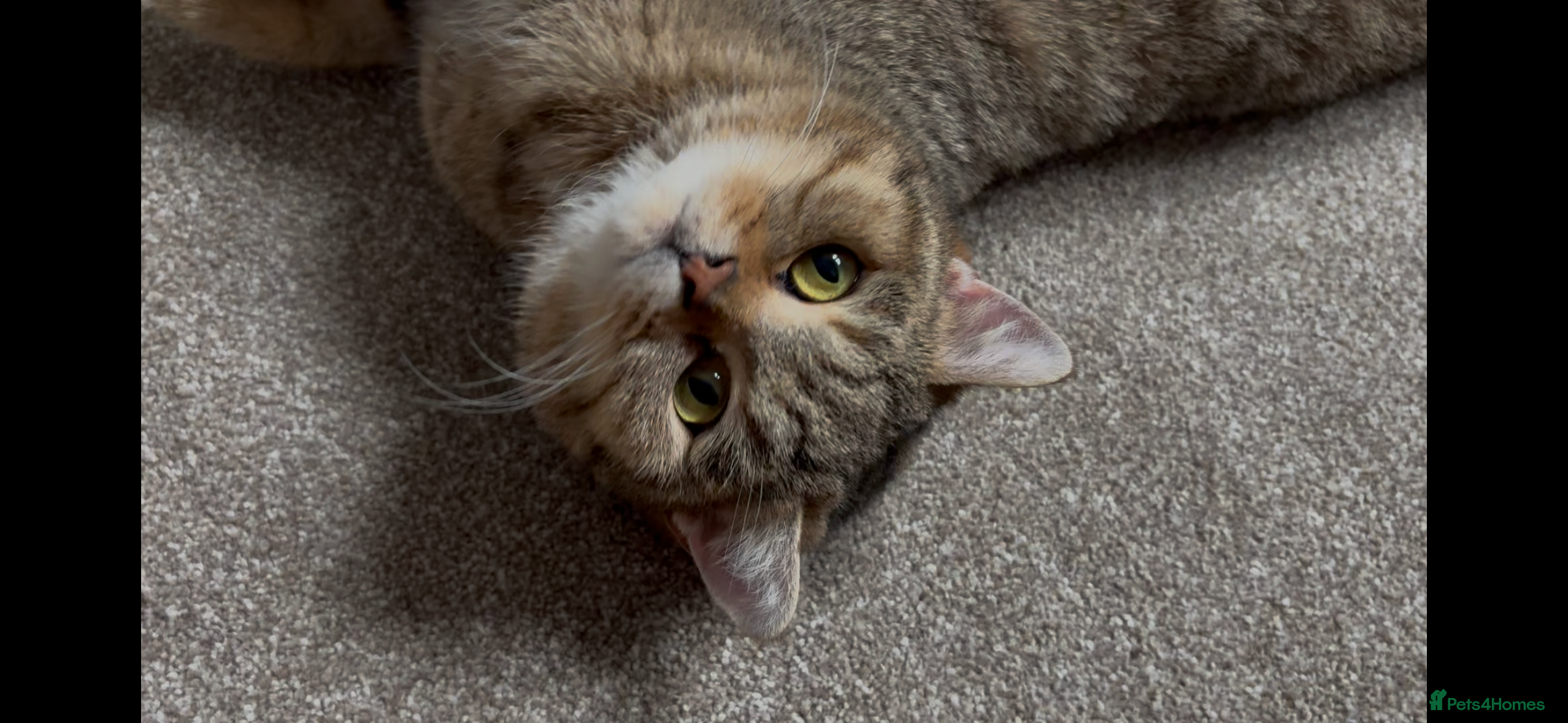 British Shorthair cats Golden Ticked Tabby Active GCCF British Shorthair - Advert 14