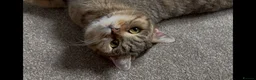 British Shorthair cats for sale: Golden Ticked Tabby GCCF British Shorthair - Advert 7