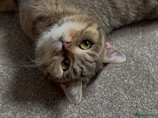 British Shorthair cats Golden Ticked Tabby Active GCCF British Shorthair - Advert 14