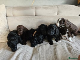 Goldendoodle dogs - Advert 16