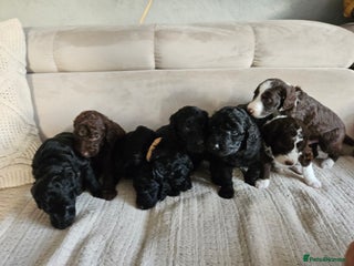 Goldendoodle dogs - Advert 2