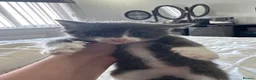 Mixed Breed cats for sale: Kittens for sale - Advert 6