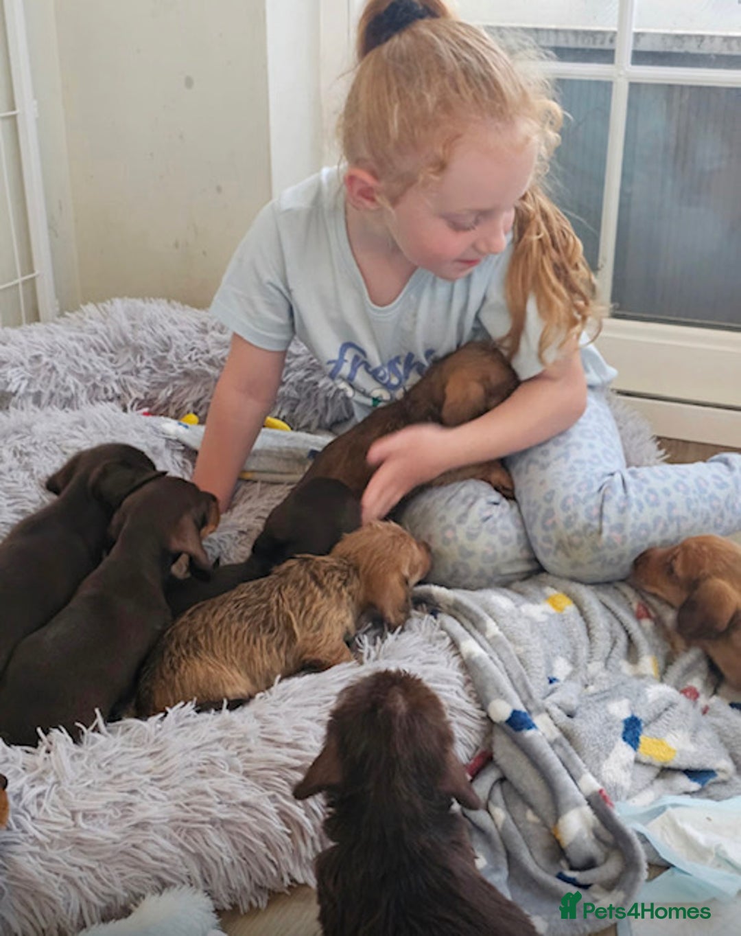 Miniature Dachshund dogs for sale: Mini wire haired dachsunds - Image 5
