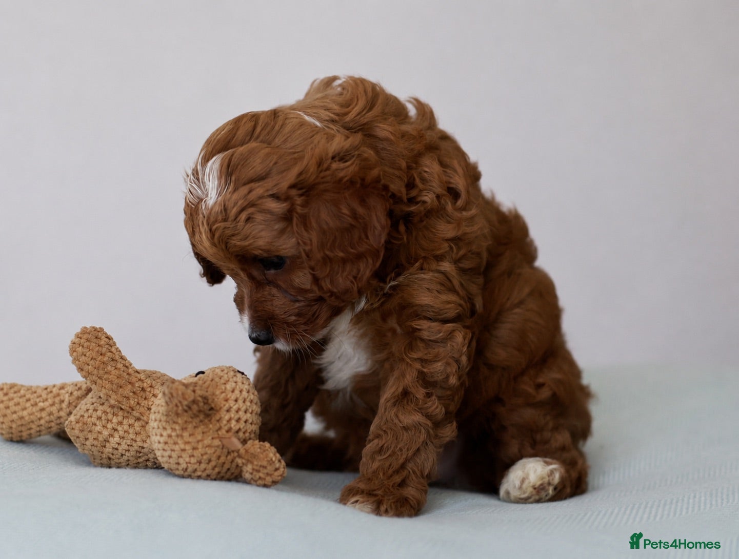 Cavapoo dogs 5*Licensed+DNAtested+Vetchecked+Red+Apricot+Cream - Advert 1