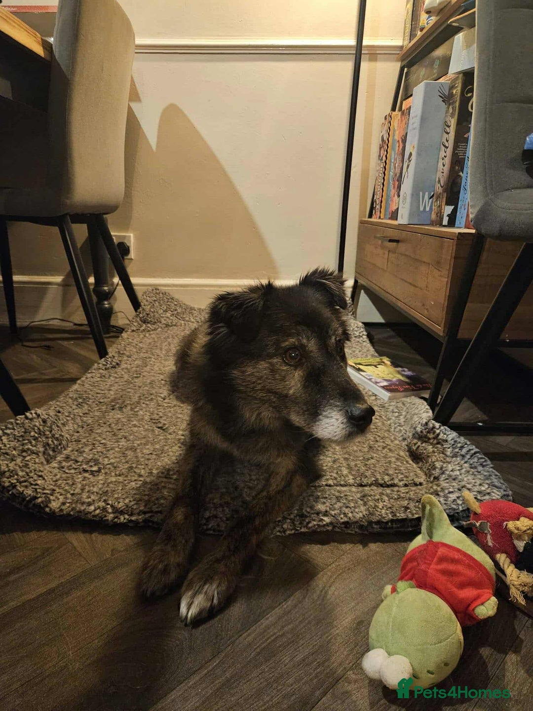 Mixed Breed dogs for adoption: Freya for adoption - Advert 6