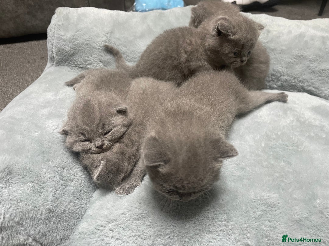 British Shorthair cats for sale: Stunning pure bred BSH kittens - Advert 3