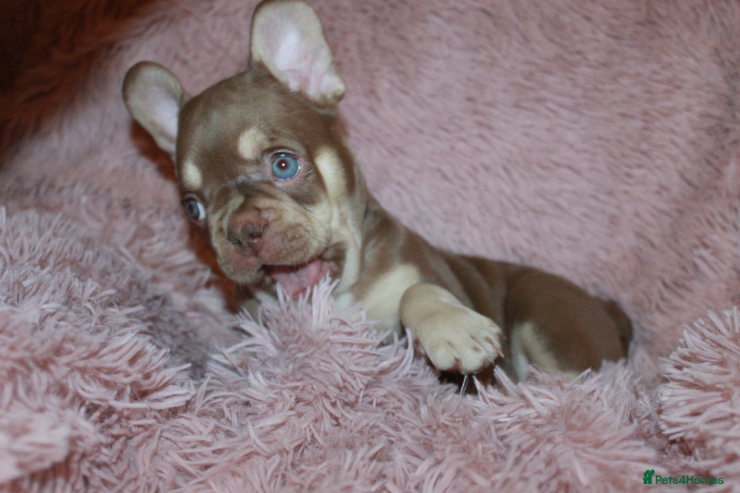 French Bulldog dogs for sale: ULTRA RARE - RAINBOW LITTER NON FLUFFY FRENCHIES - Advert 11