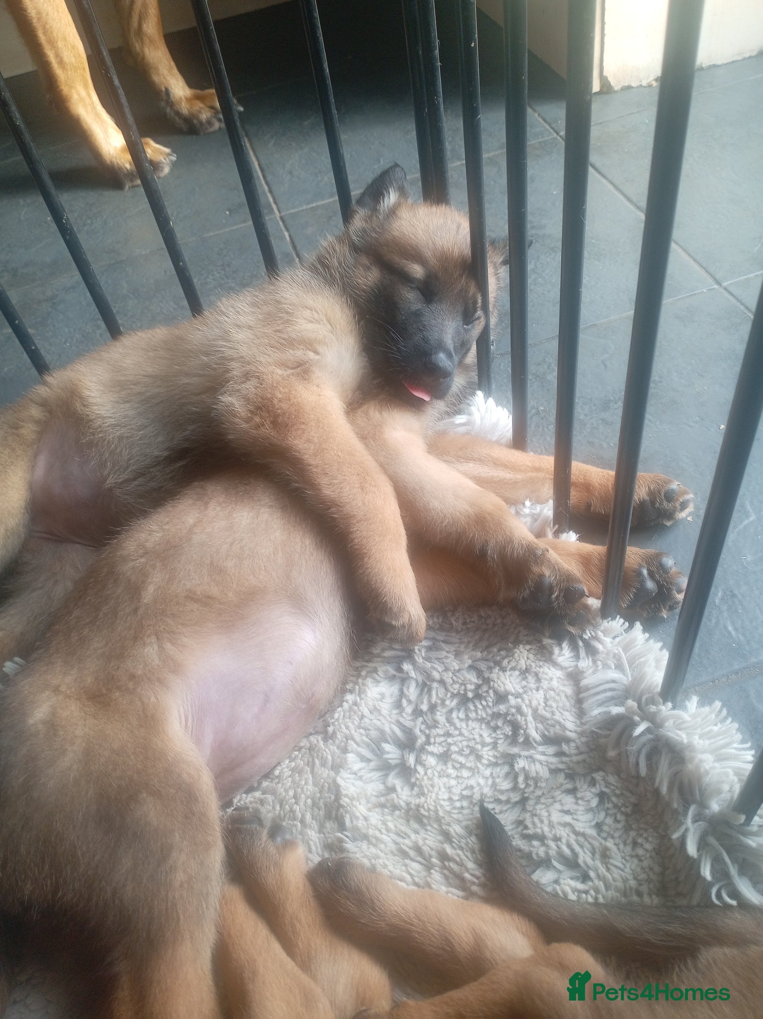 Belgian Shepherd Dog dogs for sale: Belgium malinois puppies 7 weeks old - Advert 8