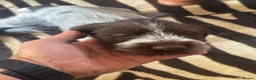 German Wirehaired Pointer dogs for sale: Ready to go Wiredhaired German pointer pups  - Advert 14