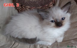 Ragdoll cats for sale: RAGDOLLS GIRLS BOYS BICOLOUR SEAL POINT BLUE EYES  - Image 6