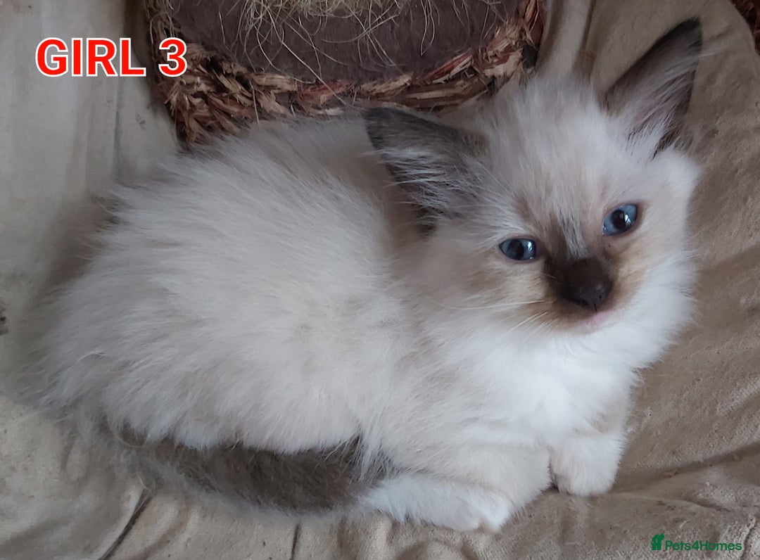 Ragdoll cats for sale: RAGDOLLS GIRLS BOYS BICOLOUR SEAL POINT BLUE EYES  - Image 6