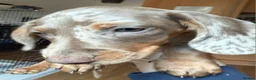Miniature Dachshund dogs for sale: Last Isabella dapple blue eyed boy  - Advert 5
