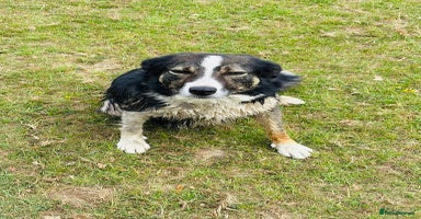 Border Collie dogs - Advert 7