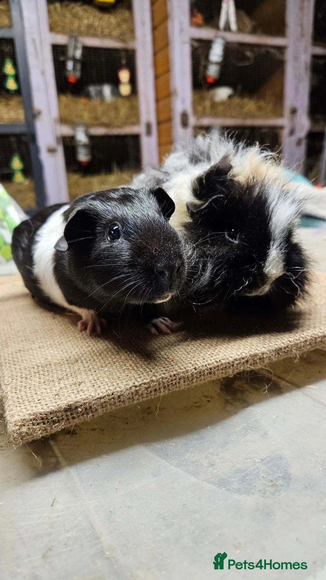 Guinea Pig rodents for sale: Beautiful well handled baby boys guinea pigs  - Advert 1