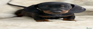 Miniature Dachshund 3