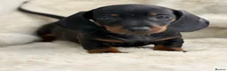 Miniature Dachshund dogs for sale: Stunning mini smooth dachshund puppies  - Advert 24
