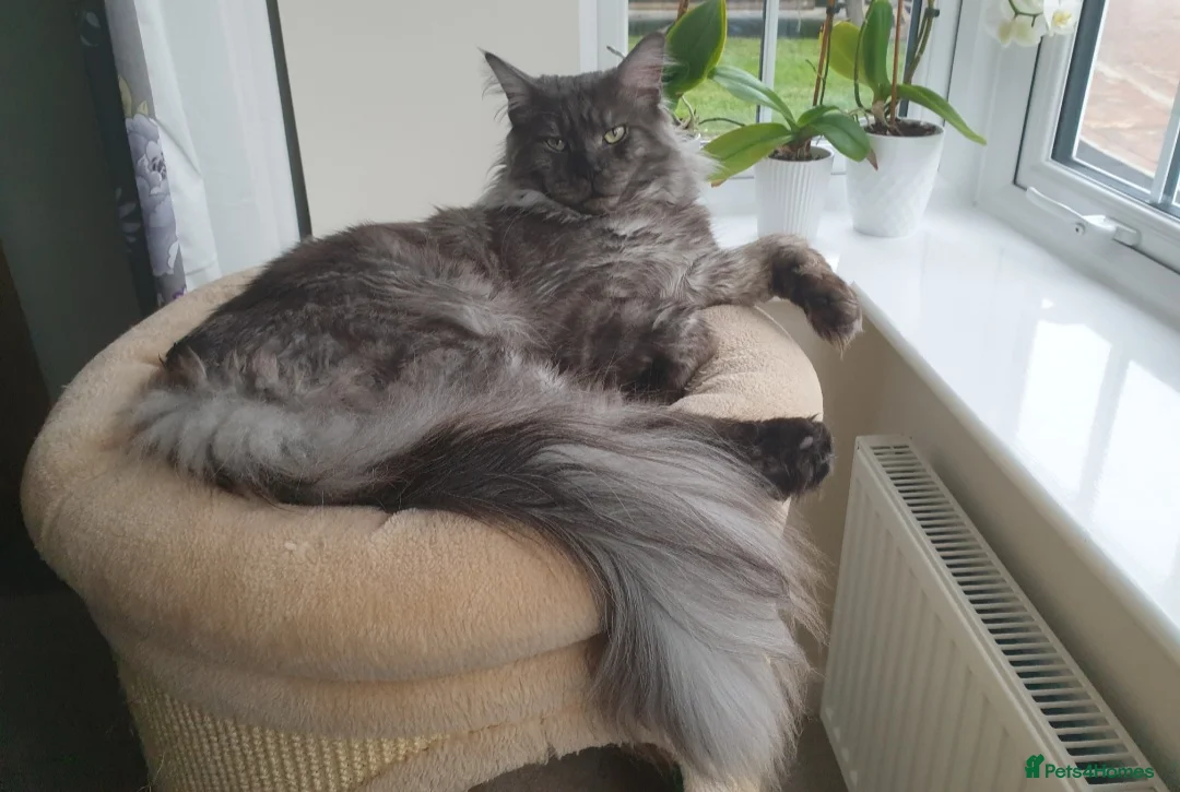 Maine Coon cats for sale: Maine coon kittens  - Advert 30