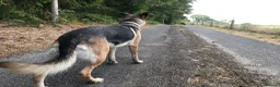 Mixed Breed dogs for sale: German Shepherd bitch family and farm guard dog - Advert 7