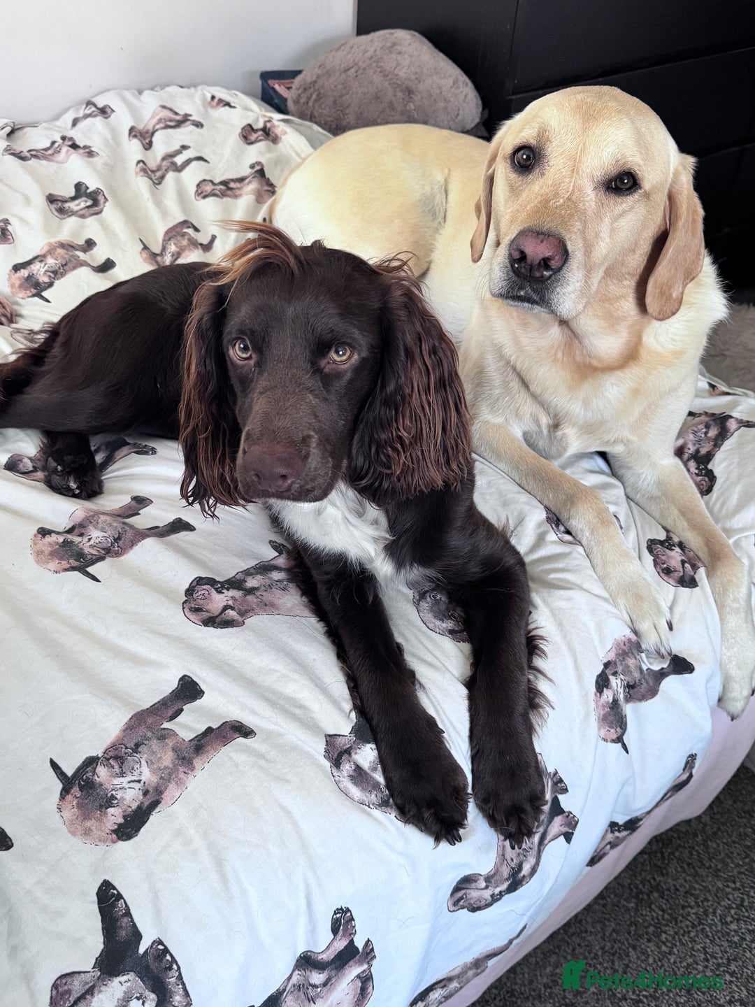 Sprocker dogs for stud: Stunning Cocker Spaniel Cross for Stud  - Image 13