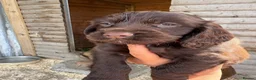 Cocker Spaniel dogs for sale: Cocker Spaniel pups  in Seaham - Advert 7