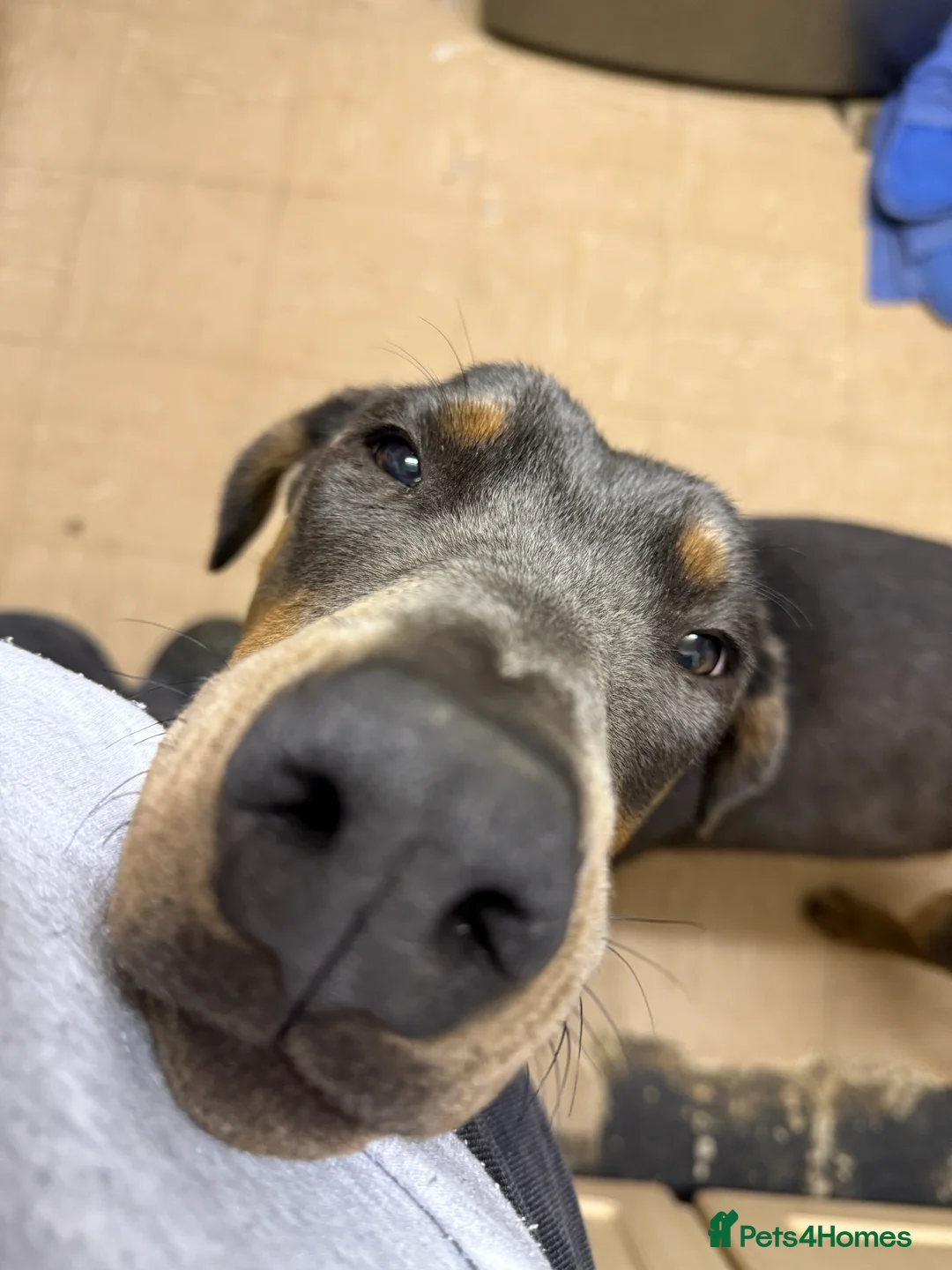 Dobermann dogs for sale: Female blue Doberman  - Advert 12