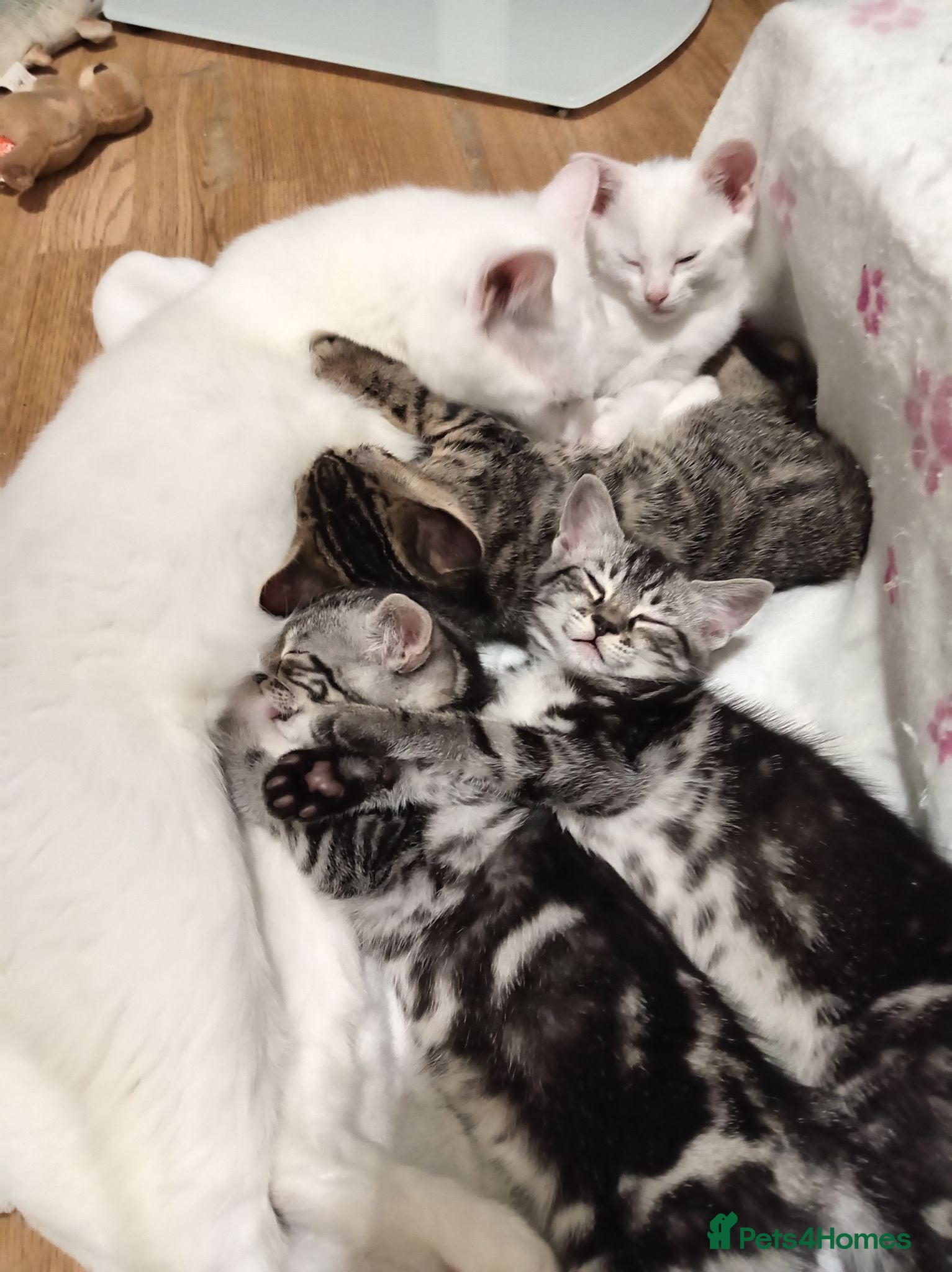 Mixed Breed cats 2 Beautiful Males Ready For Forever Home❤️  - Advert 10
