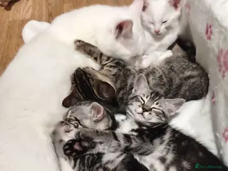 Mixed Breed cats 2 Beautiful Males Ready For Forever Home❤️ - Advert 10