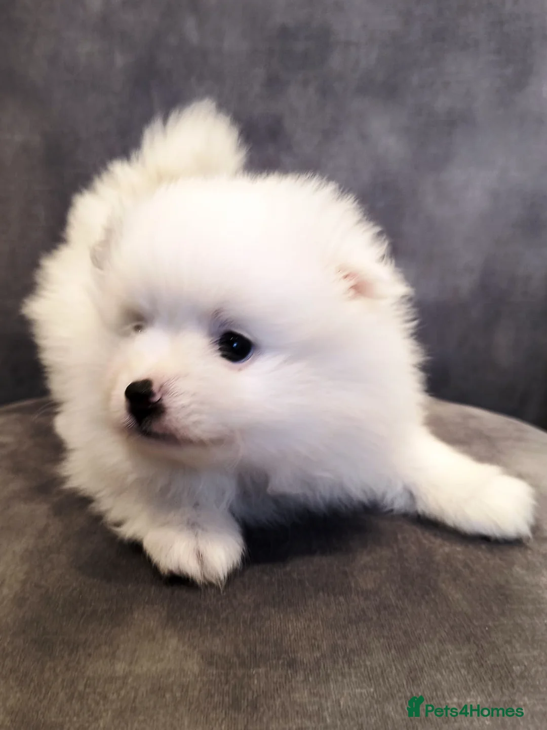 Pomeranian dogs for sale: Stunning Home-Reared Pomeranian Puppies in Harrow - Advert 5