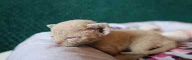 Devon Rex 4