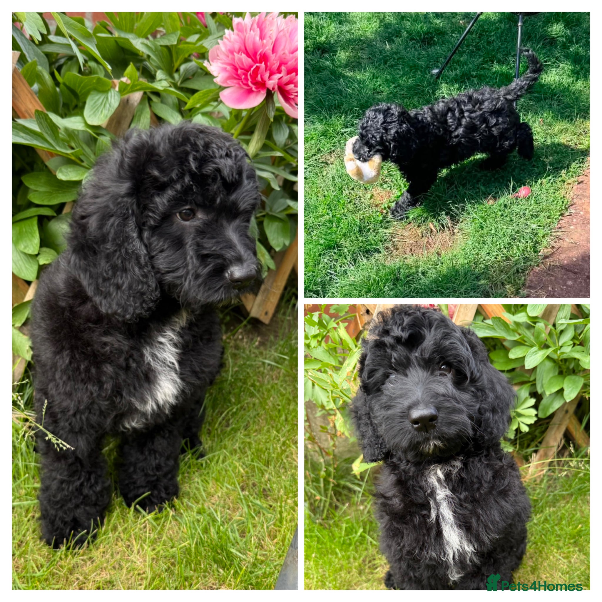 Australian Labradoodle dogs the last boy is ready for his new home - Advert 1