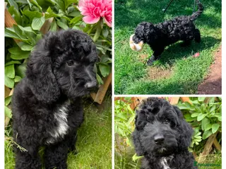 Australian Labradoodle dogs the last boy is ready for his new home - Advert 1