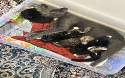 Domestic Shorthair cats for sale: Adorable Tabby Kitten Looking for a loving Home - Image 4