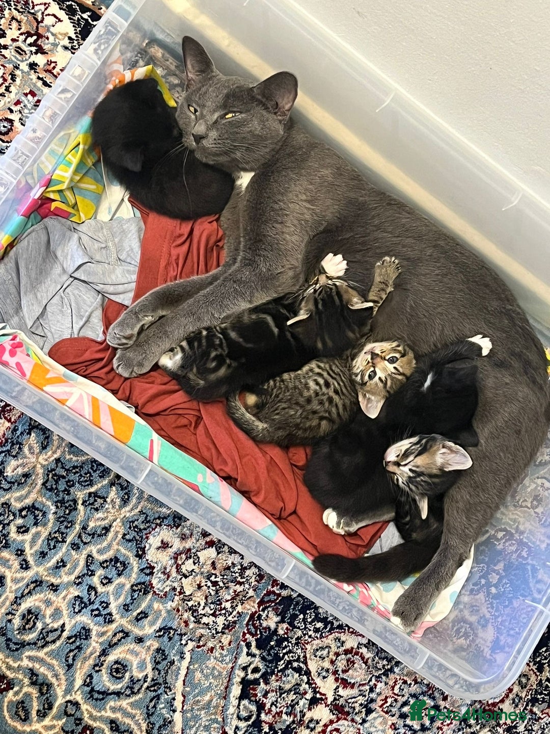 Domestic Shorthair cats for sale: Adorable Tabby Kitten Looking for a loving Home - Image 4