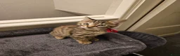 Bengal cats for sale: Bengal kittens for sale  - Advert 16