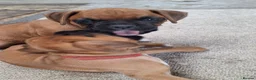 Boxer dogs for sale: Boxer puppies kc registered 5 star council licence - Advert 12
