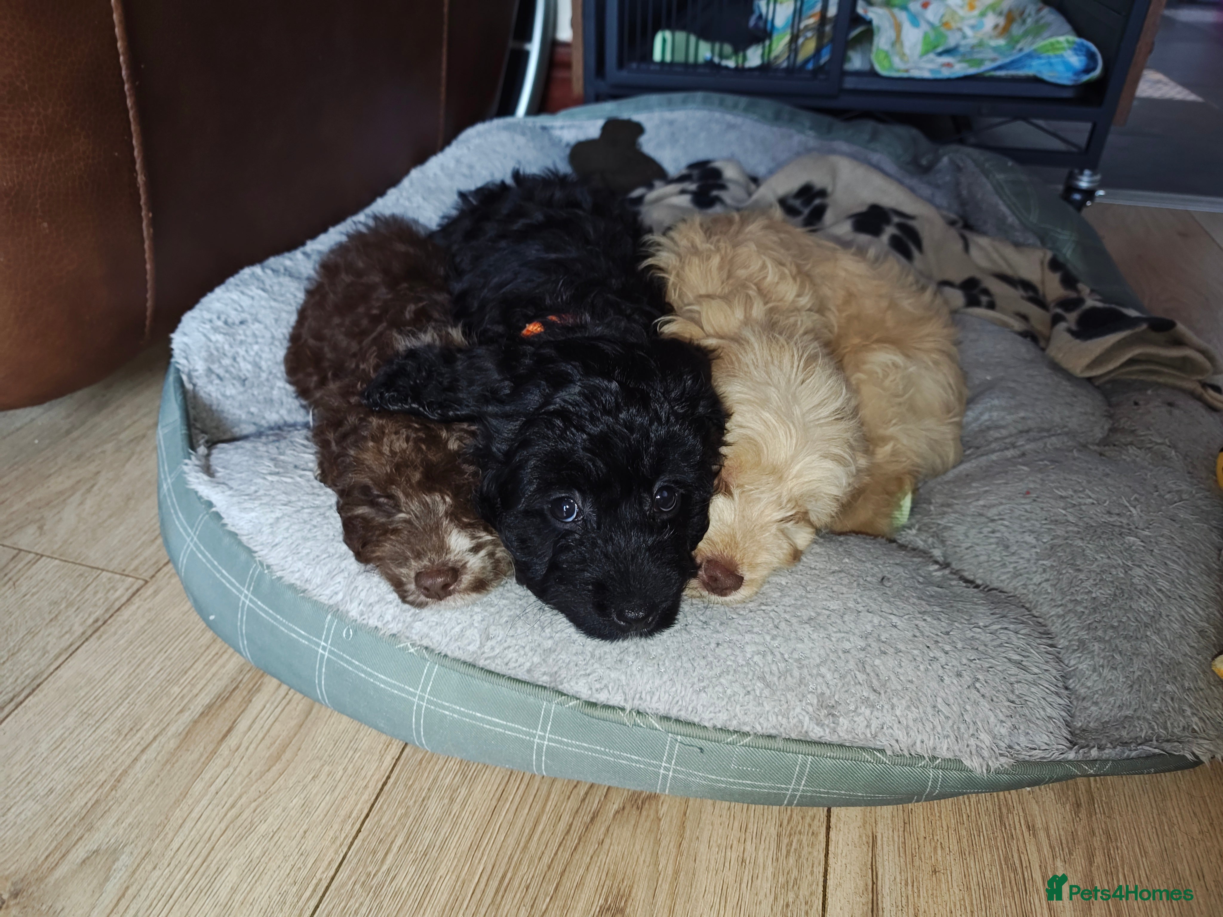 Cockapoo dogs Cockapoo READY FOR NEW HOME - Advert 3