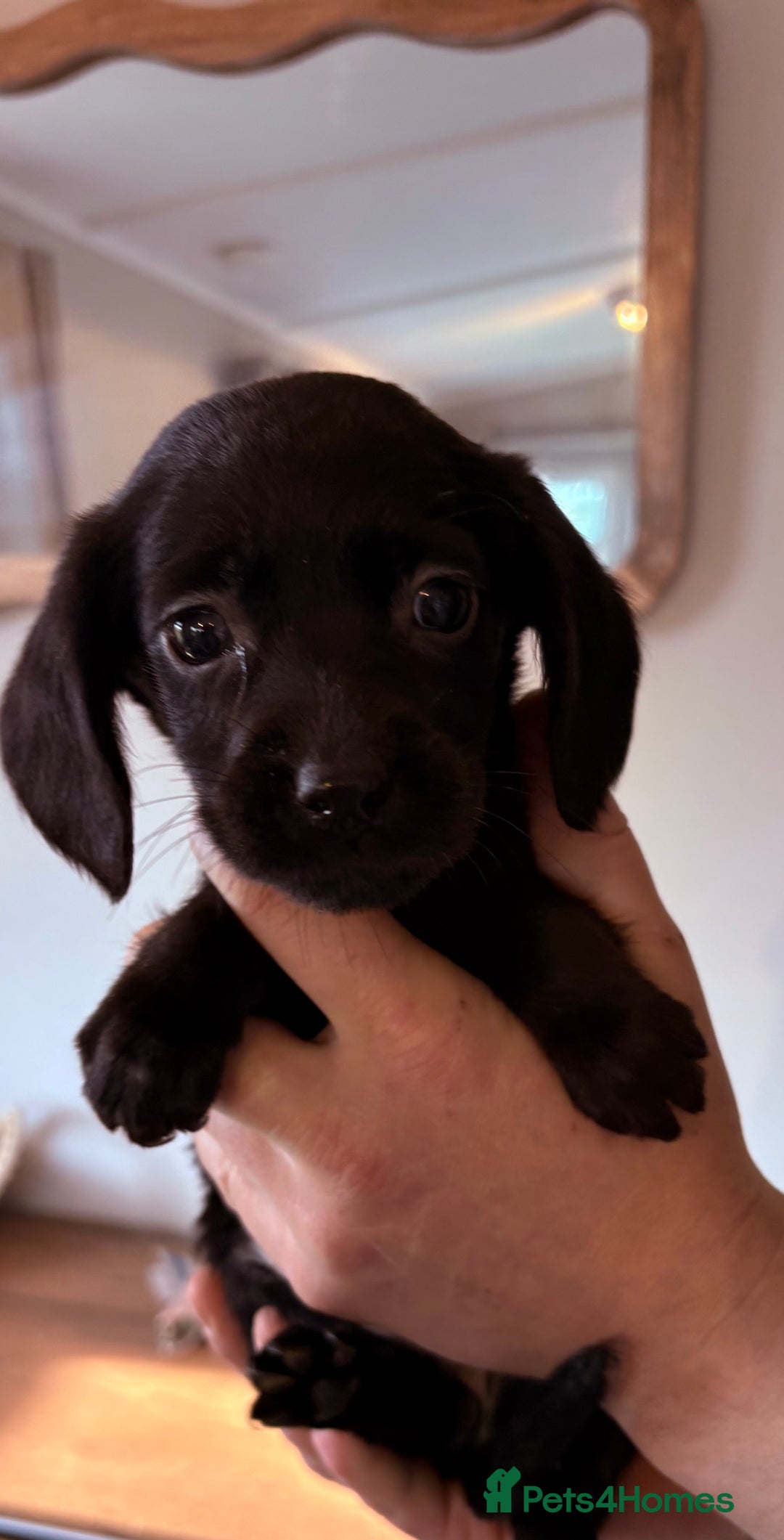 Cockerdor dogs for sale: Beautiful cockerdor puppies - Image 30