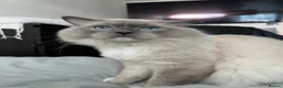 Ragdoll cats for stud: GCCF-TICA Championshipline our amazing stud - Advert 4