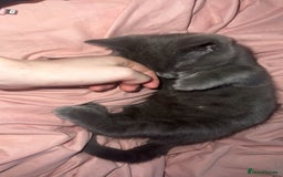 British Shorthair cats for sale: Beautiful British shorthairs for a loving home - Advert 6