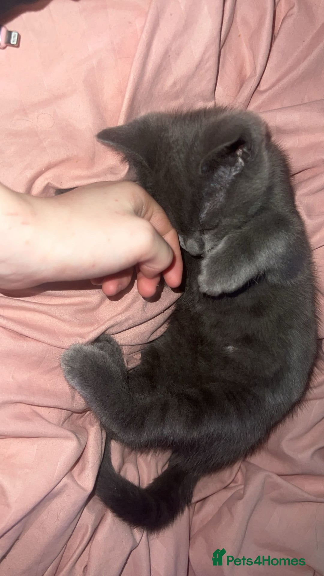 British Shorthair cats for sale: Beautiful British shorthairs for a loving home - Advert 6