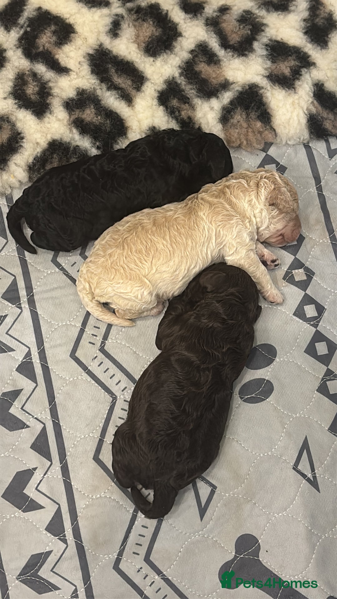 Cavapoo dogs for sale: Beautiful F1bb cavapoo pups - Image 8