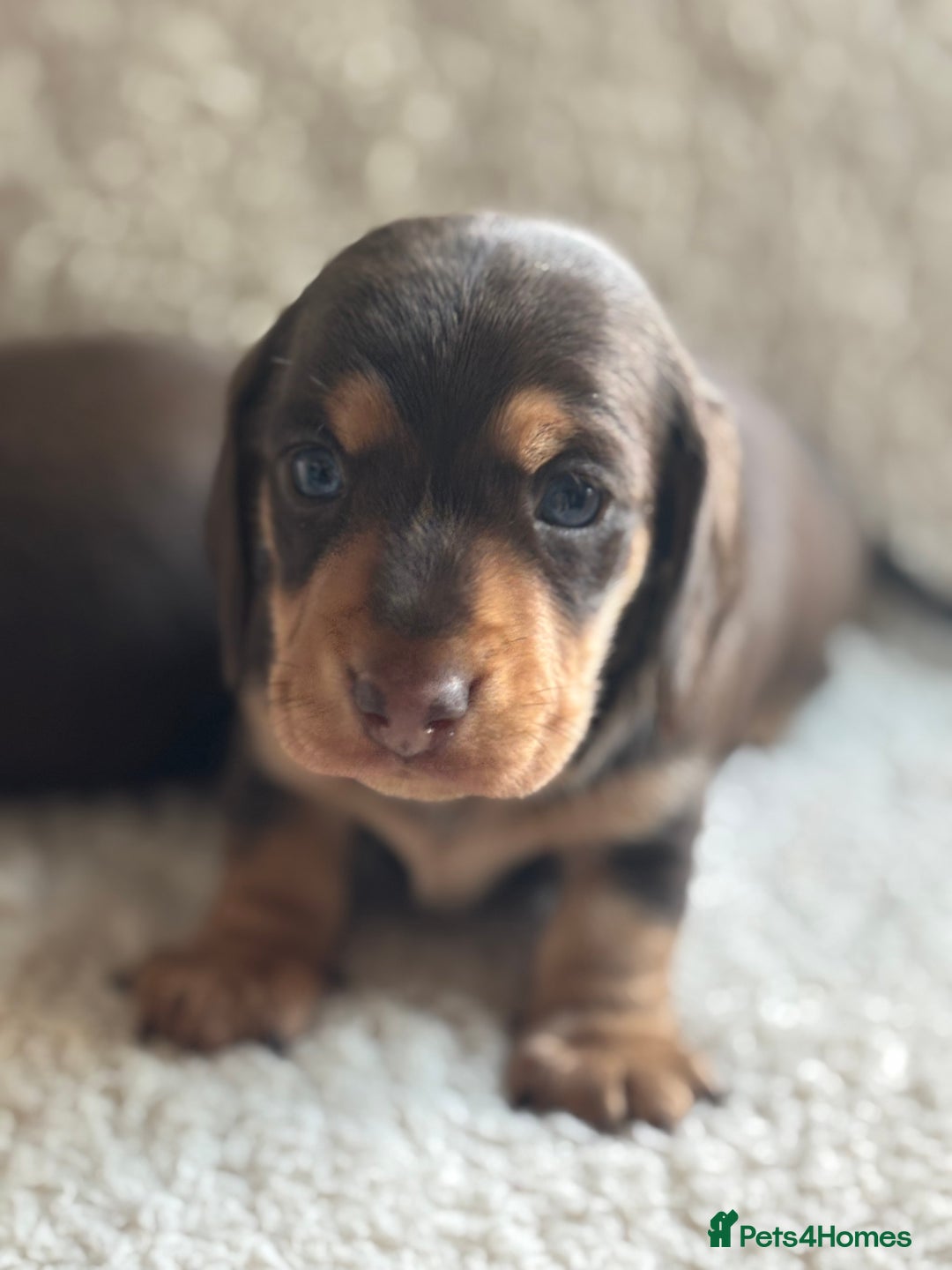 Miniature Dachshund dogs for sale: KC Registered Miniature dachshund smooth  - Advert 4