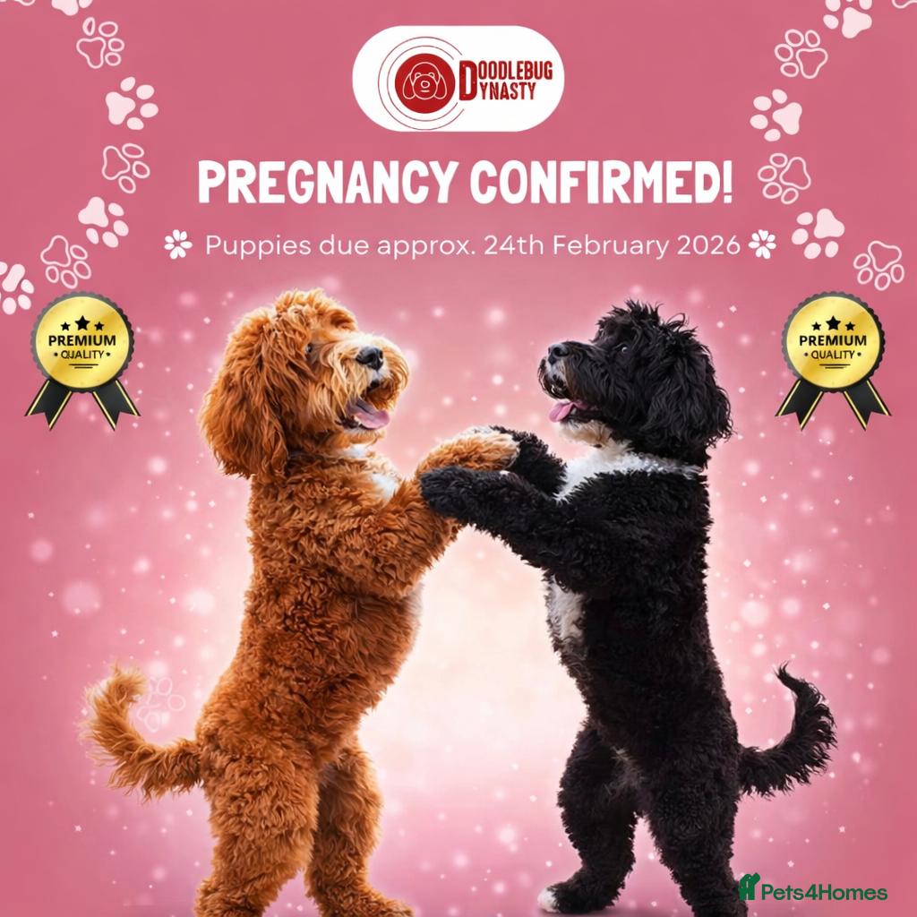 Australian Labradoodle dogs Multi-Gen Australian Labradoodles – Due Feb 2026 - Advert 3