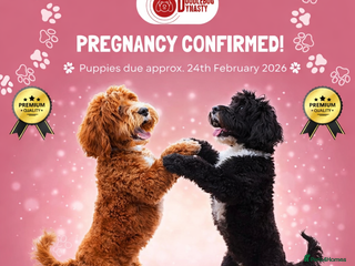 Australian Labradoodle dogs Multi-Gen Australian Labradoodles – Due Feb 2026 - Advert 3