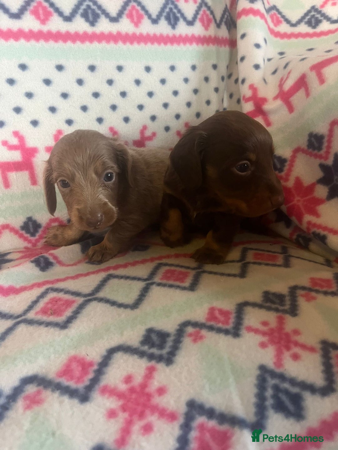 Miniature Dachshund dogs for sale: Miniature dachshund puppies  - Advert 5