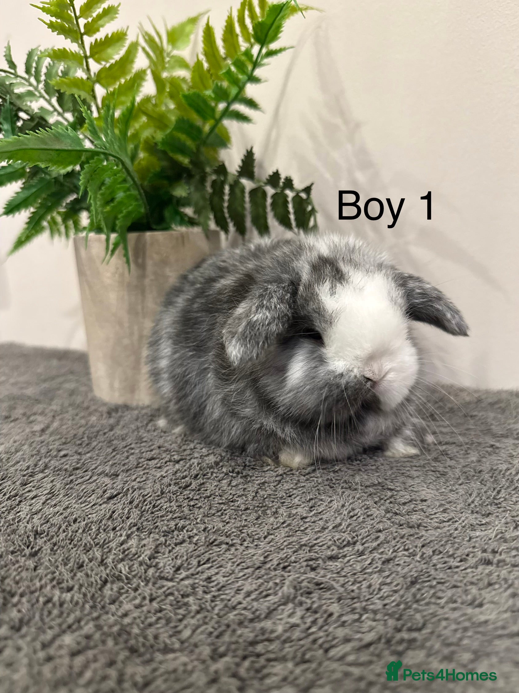 Mini Lop rabbits ✨Stunning Magpie & Harlequin Mini Lops✨ - Advert 1